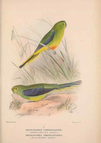 Reproducción/Reproduction 48684282263: The Birds of Australia. London :Witherby & Co.,1910-1927.. 
