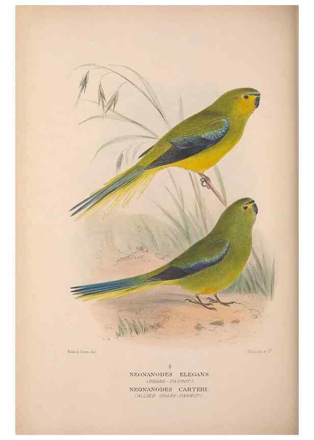 Reproducción/Reproduction 48684794857: The Birds of Australia. London :Witherby & Co.,1910-1927.. 