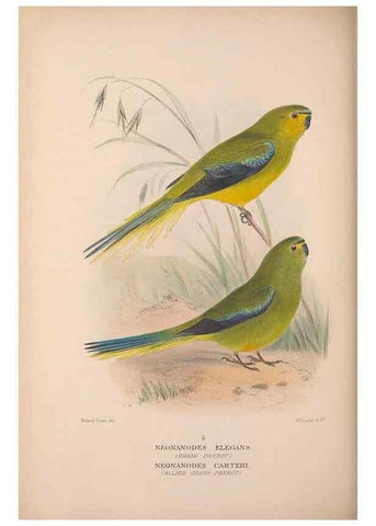 Reproducción/Reproduction 48684794857: The Birds of Australia. London :Witherby & Co.,1910-1927.. 