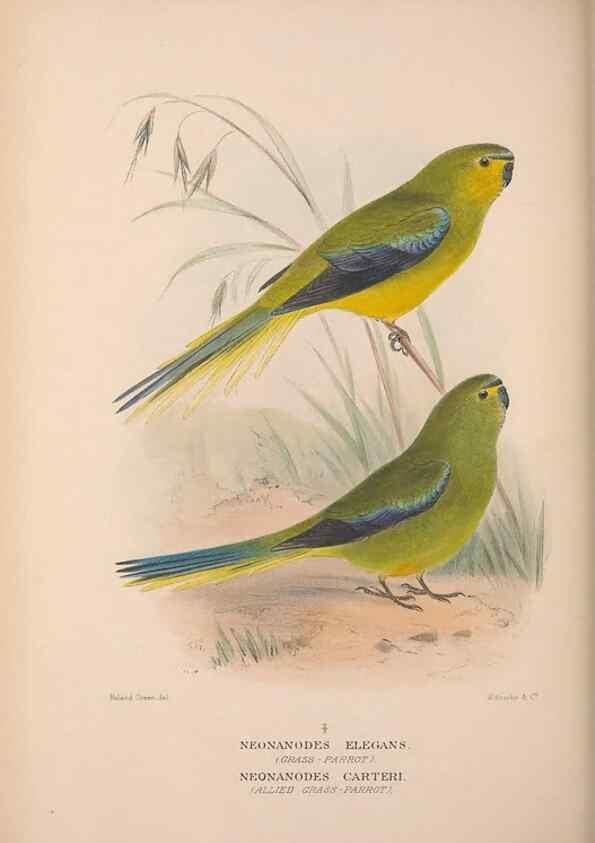Reproducción/Reproduction 48684794857: The Birds of Australia. London :Witherby & Co.,1910-1927.. 