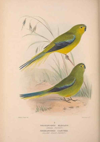 Reproducción/Reproduction 48684794857: The Birds of Australia. London :Witherby & Co.,1910-1927.. 
