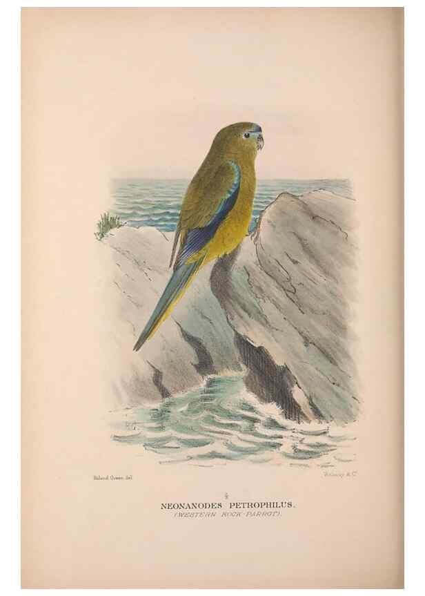 Reproducción/Reproduction 48684622331: The Birds of Australia. London :Witherby & Co.,1910-1927.. 