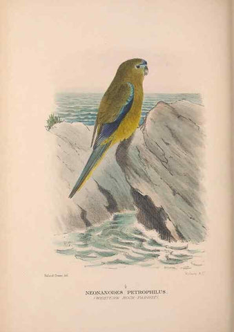 Reproducción/Reproduction 48684622331: The Birds of Australia. London :Witherby & Co.,1910-1927.. 