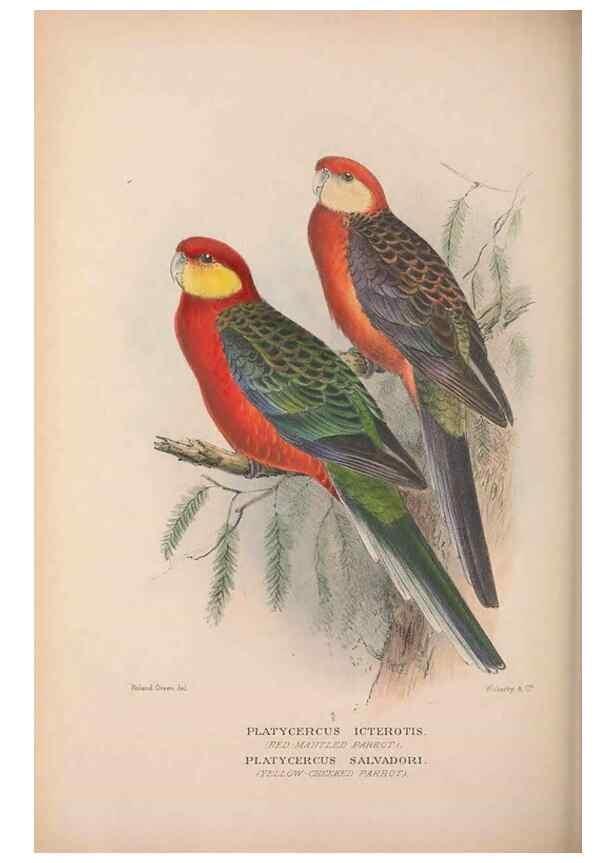 Reproducción/Reproduction 48684278008: The Birds of Australia. London :Witherby & Co.,1910-1927.. 