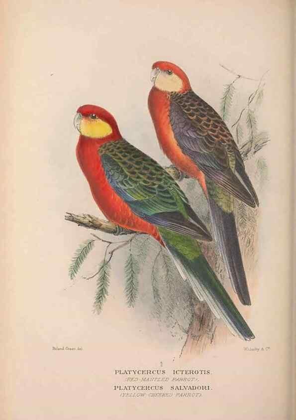 Reproducción/Reproduction 48684278008: The Birds of Australia. London :Witherby & Co.,1910-1927.. 