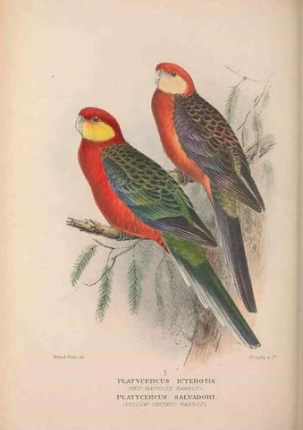 Reproducción/Reproduction 48684278008: The Birds of Australia. London :Witherby & Co.,1910-1927.. 