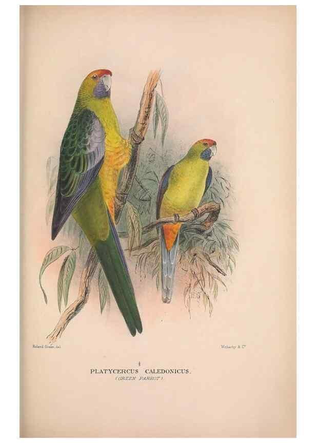 Reproducción/Reproduction 48684277733: The Birds of Australia. London :Witherby & Co.,1910-1927.. 