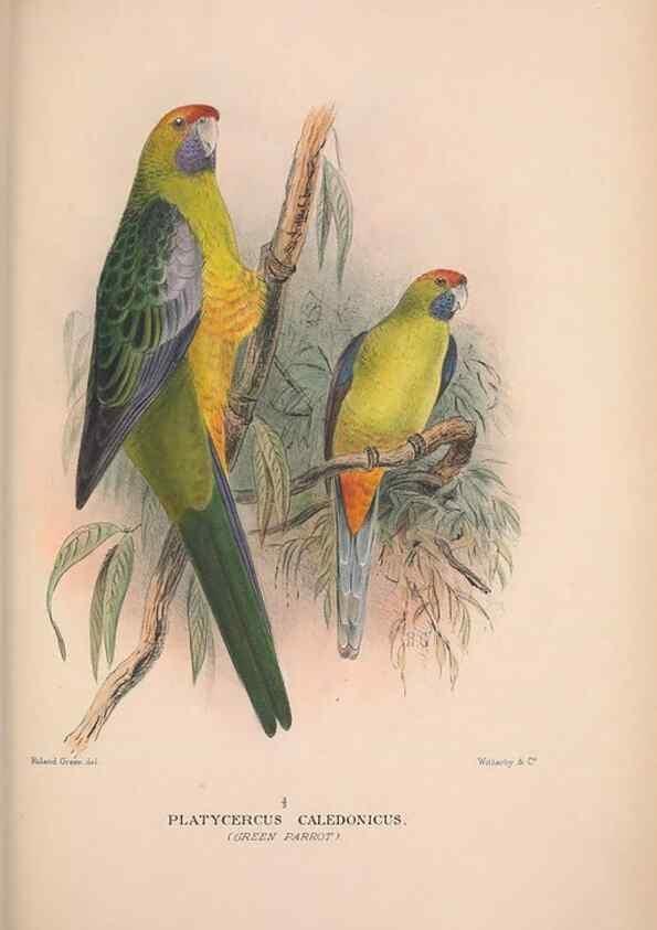 Reproducción/Reproduction 48684277733: The Birds of Australia. London :Witherby & Co.,1910-1927.. 
