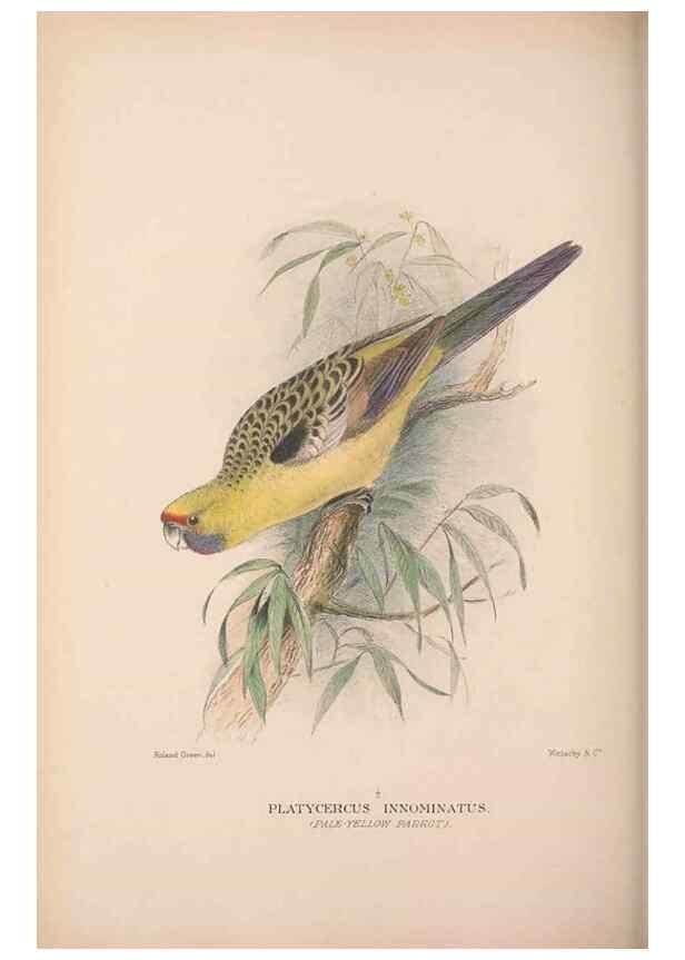 Reproducción/Reproduction 48684789852: The Birds of Australia. London :Witherby & Co.,1910-1927.. 