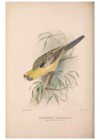 Reproducción/Reproduction 48684789852: The Birds of Australia. London :Witherby & Co.,1910-1927.. 