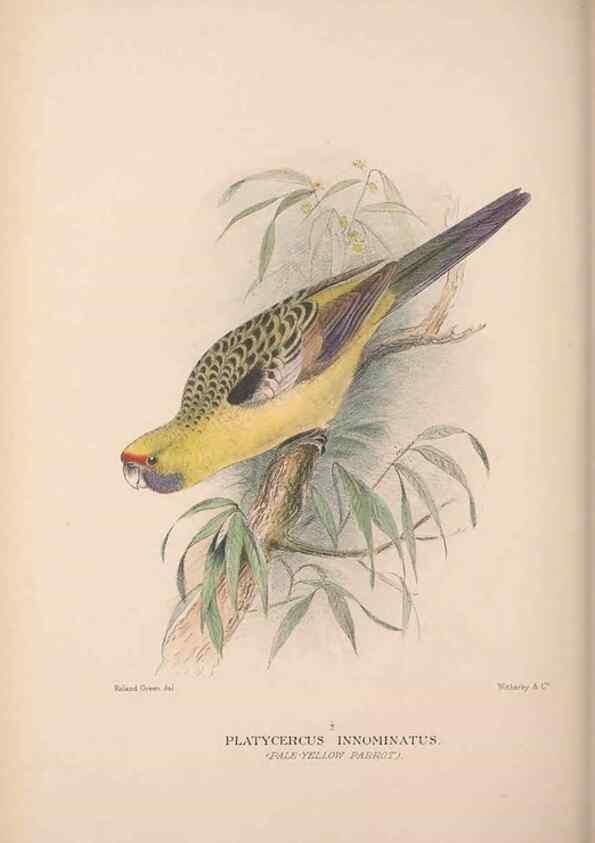 Reproducción/Reproduction 48684789852: The Birds of Australia. London :Witherby & Co.,1910-1927.. 
