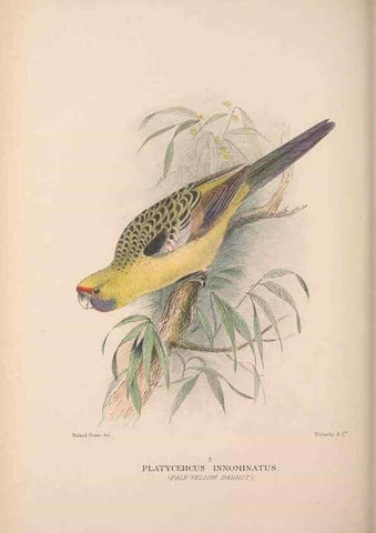 Reproducción/Reproduction 48684789852: The Birds of Australia. London :Witherby & Co.,1910-1927.. 