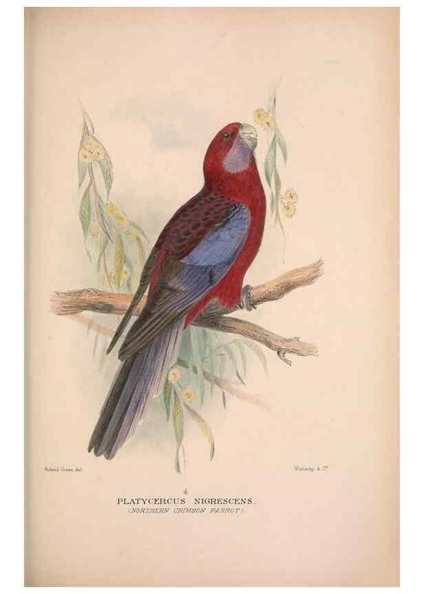 Reproducción/Reproduction 48684616581: The Birds of Australia. London :Witherby & Co.,1910-1927.. 