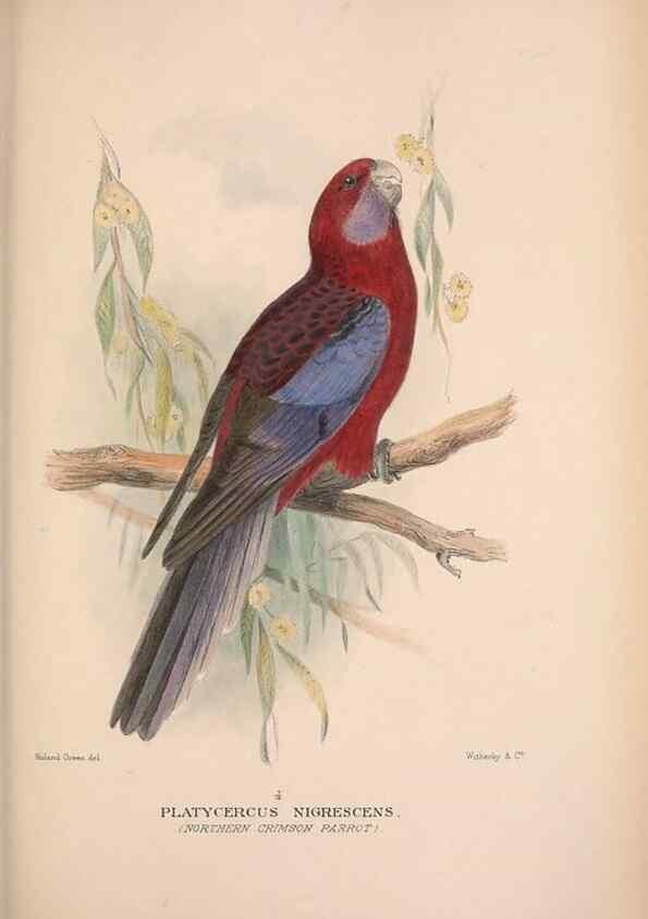 Reproducción/Reproduction 48684616581: The Birds of Australia. London :Witherby & Co.,1910-1927.. 