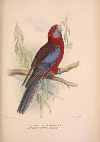 Reproducción/Reproduction 48684616581: The Birds of Australia. London :Witherby & Co.,1910-1927.. 