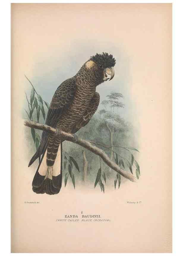 Reproducción/Reproduction 48684784217: The Birds of Australia. London :Witherby & Co.,1910-1927.. 