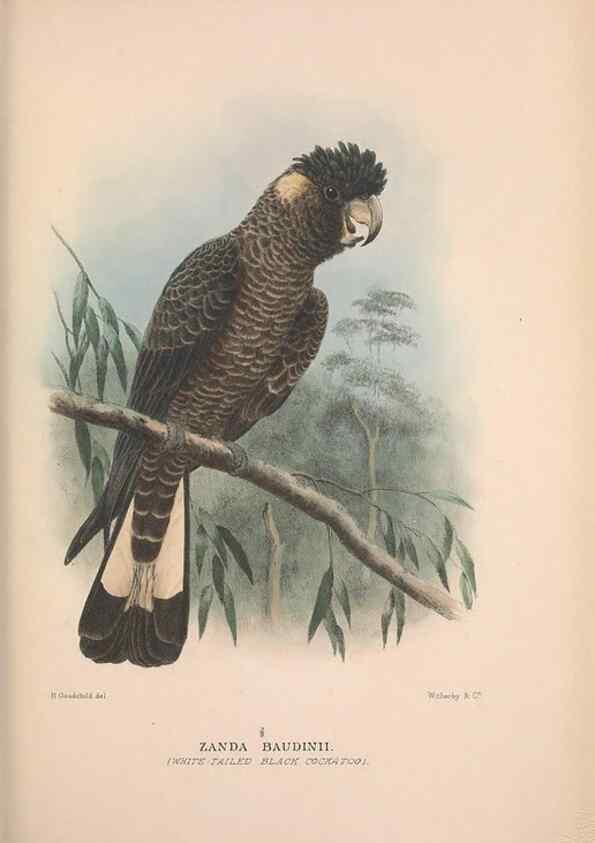 Reproducción/Reproduction 48684784217: The Birds of Australia. London :Witherby & Co.,1910-1927.. 