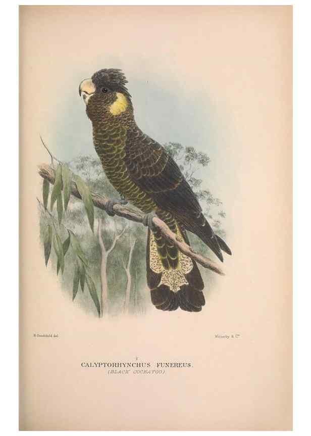 Reproducción/Reproduction 48684611416: The Birds of Australia. London :Witherby & Co.,1910-1927.. 