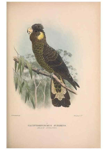 Reproducción/Reproduction 48684611416: The Birds of Australia. London :Witherby & Co.,1910-1927.. 