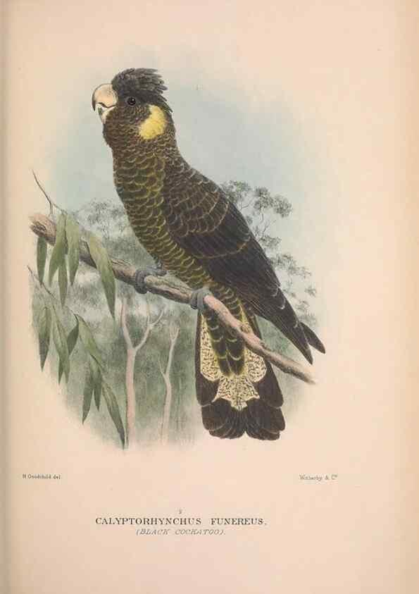 Reproducción/Reproduction 48684611416: The Birds of Australia. London :Witherby & Co.,1910-1927.. 