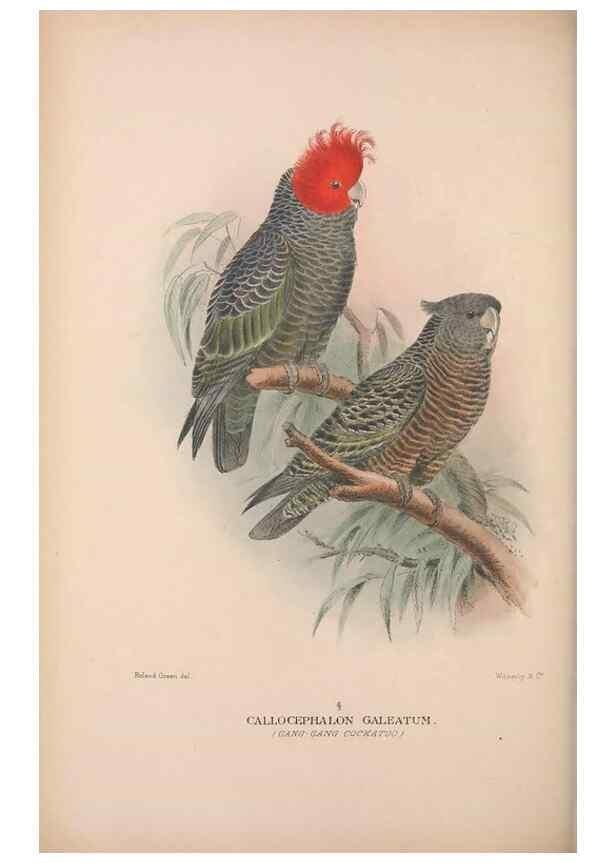 Reproducción/Reproduction 48684611696: The Birds of Australia. London :Witherby & Co.,1910-1927.. 
