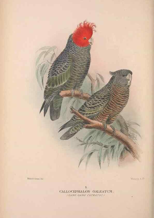 Reproducción/Reproduction 48684611696: The Birds of Australia. London :Witherby & Co.,1910-1927.. 