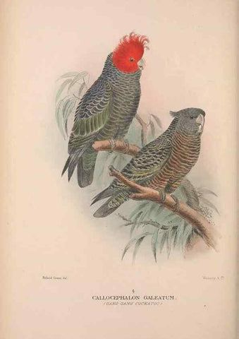 Reproducción/Reproduction 48684611696: The Birds of Australia. London :Witherby & Co.,1910-1927.. 
