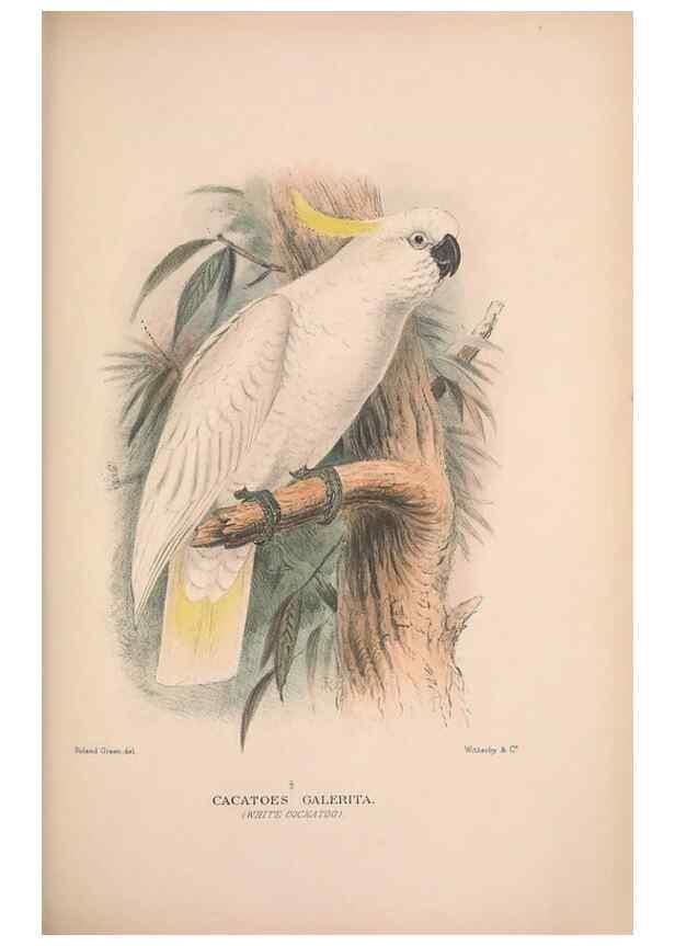 Reproducción/Reproduction 48684785292: The Birds of Australia. London :Witherby & Co.,1910-1927.. 