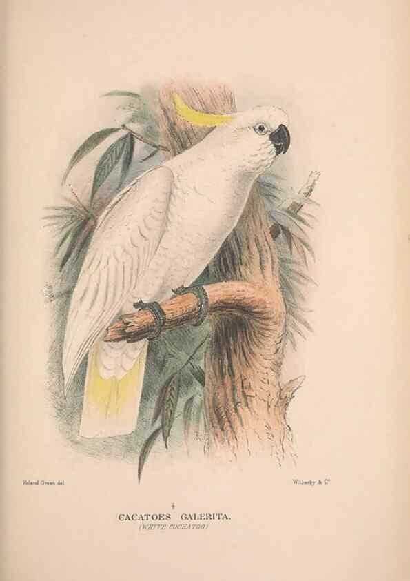 Reproducción/Reproduction 48684785292: The Birds of Australia. London :Witherby & Co.,1910-1927.. 