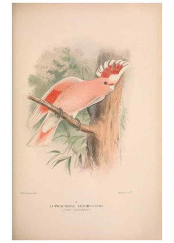 Reproducción/Reproduction 48684785747: The Birds of Australia. London :Witherby & Co.,1910-1927.. 