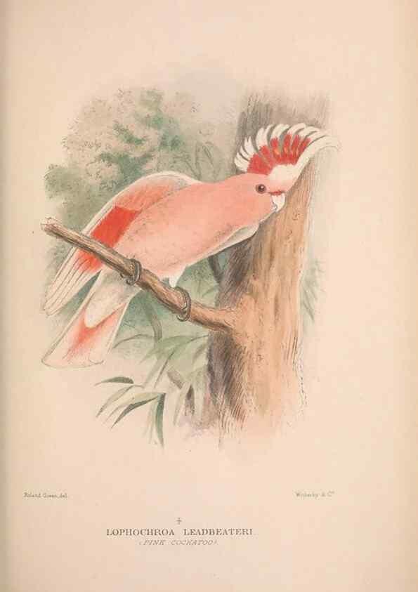 Reproducción/Reproduction 48684785747: The Birds of Australia. London :Witherby & Co.,1910-1927.. 