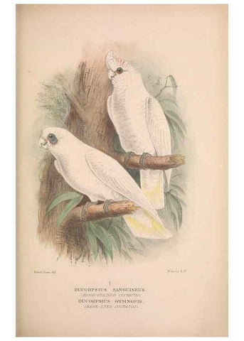 Reproducción/Reproduction 48684786067: The Birds of Australia. London :Witherby & Co.,1910-1927.. 