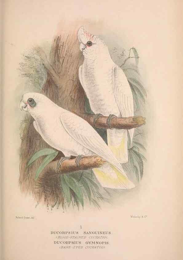 Reproducción/Reproduction 48684786067: The Birds of Australia. London :Witherby & Co.,1910-1927.. 