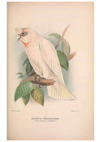 Reproducción/Reproduction 48684613371: The Birds of Australia. London :Witherby & Co.,1910-1927.. 