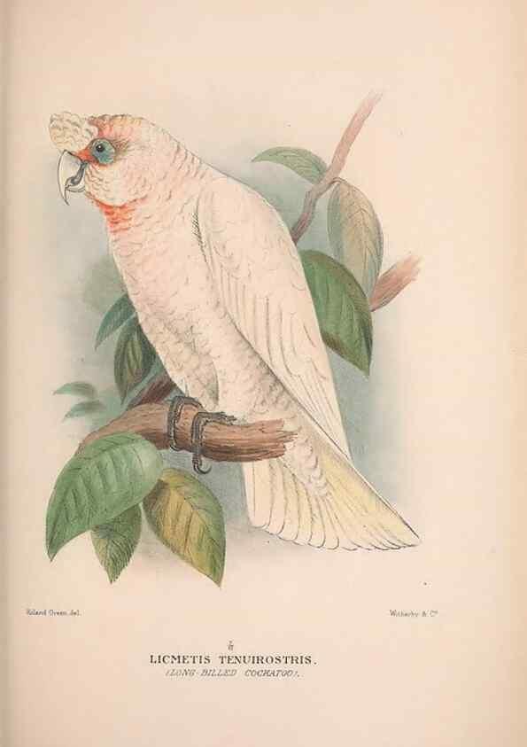 Reproducción/Reproduction 48684613371: The Birds of Australia. London :Witherby & Co.,1910-1927.. 