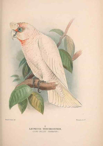 Reproducción/Reproduction 48684613371: The Birds of Australia. London :Witherby & Co.,1910-1927.. 