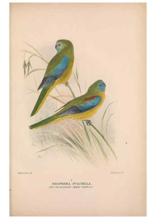 Reproducción/Reproduction 48684795337: The Birds of Australia. London :Witherby & Co.,1910-1927.. 