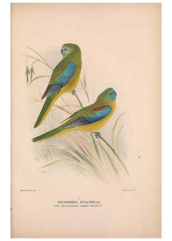 Reproducción/Reproduction 48684795337: The Birds of Australia. London :Witherby & Co.,1910-1927.. 