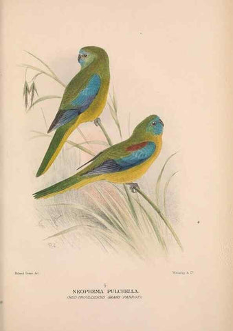 Reproducción/Reproduction 48684795337: The Birds of Australia. London :Witherby & Co.,1910-1927.. 