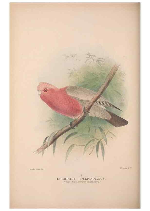 Reproducción/Reproduction 48684786662: The Birds of Australia. London :Witherby & Co.,1910-1927.. 
