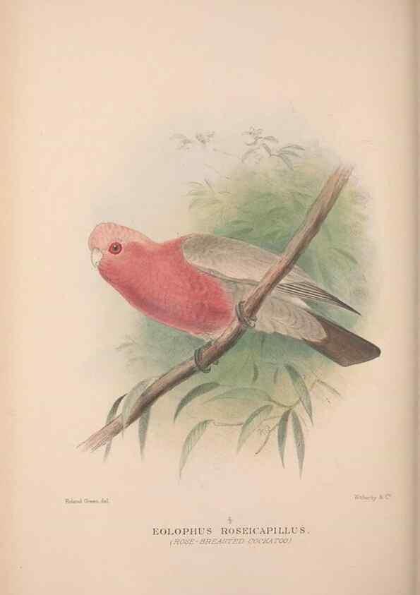 Reproducción/Reproduction 48684786662: The Birds of Australia. London :Witherby & Co.,1910-1927.. 
