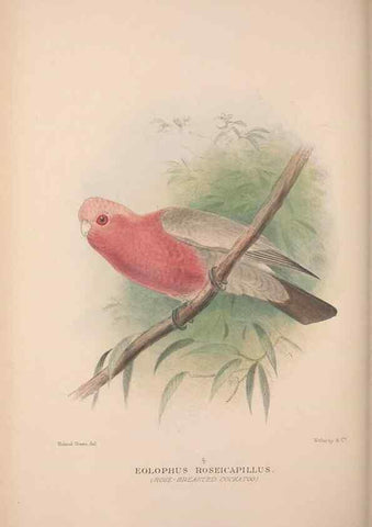 Reproducción/Reproduction 48684786662: The Birds of Australia. London :Witherby & Co.,1910-1927.. 