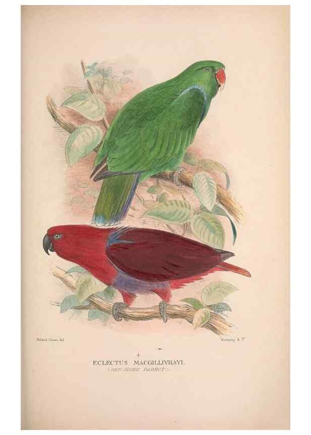 Reproducción/Reproduction 48684787327: The Birds of Australia. London :Witherby & Co.,1910-1927.. 