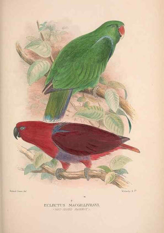Reproducción/Reproduction 48684787327: The Birds of Australia. London :Witherby & Co.,1910-1927.. 