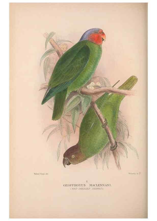 Reproducción/Reproduction 48684614706: The Birds of Australia. London :Witherby & Co.,1910-1927.. 