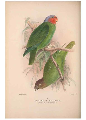 Reproducción/Reproduction 48684614706: The Birds of Australia. London :Witherby & Co.,1910-1927.. 
