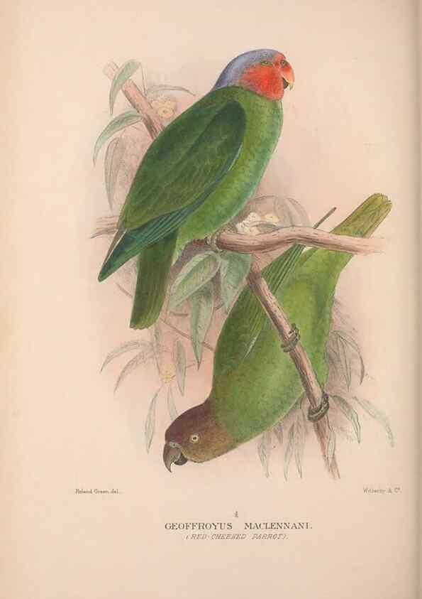 Reproducción/Reproduction 48684614706: The Birds of Australia. London :Witherby & Co.,1910-1927.. 