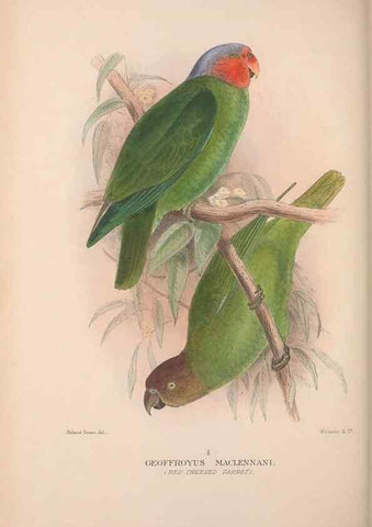 Reproducción/Reproduction 48684614706: The Birds of Australia. London :Witherby & Co.,1910-1927.. 