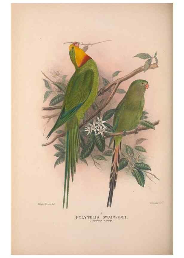 Reproducción/Reproduction 48684614986: The Birds of Australia. London :Witherby & Co.,1910-1927.. 