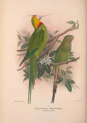 Reproducción/Reproduction 48684614986: The Birds of Australia. London :Witherby & Co.,1910-1927.. 